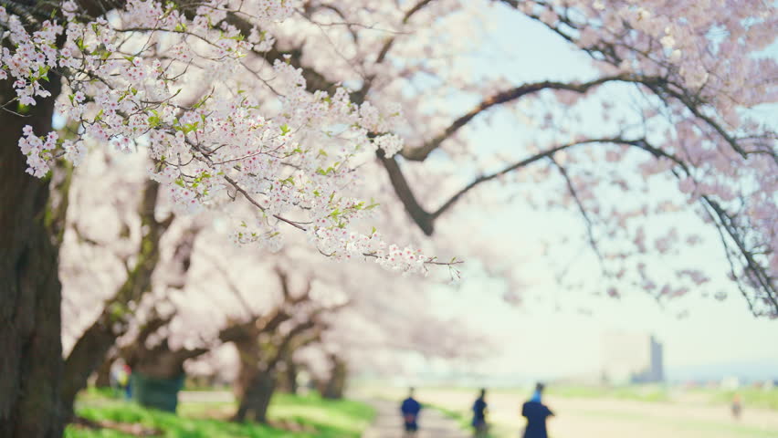 Kitakami Tenshochi Park with Sakura Cherry Blossom in Spring, Kitakami festival. Iwate mountain and Kitakami river in Iwate prefecture, Japan. Famous Landmark for Travel and Vacation destination 