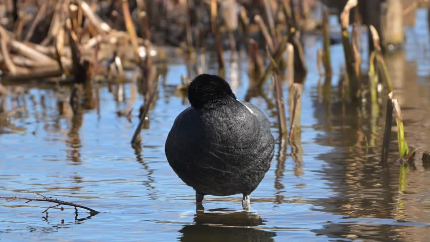 Eurasian coot cleaning feathers while standing in shallow water on a sunny day.