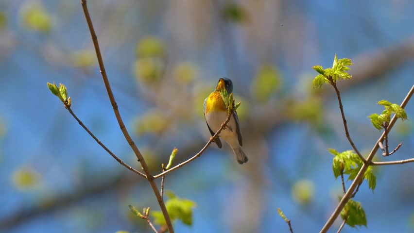 A Northern Parula warbler perches on a bare branch amidst fresh green spring foliage against a blue sky