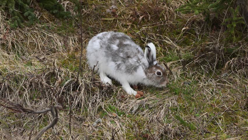 Young mountain hare with fur changing from brown to white for winter pauses while grazing to survey surroundings for predators, handheld