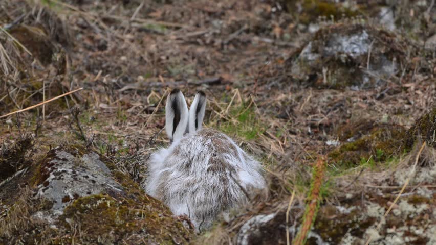 Young wild mountain hare with fur in process of molting from summer to winter coat grazes on dry grass in Norway, close up rear view, handheld