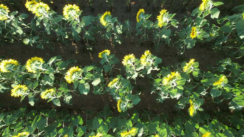 Top down close up of a dense sunflower field in full bloom with long parallel crop rows and a paved rural road at the edge, showing agriculture geometry, summer farming and natural landscape pattern