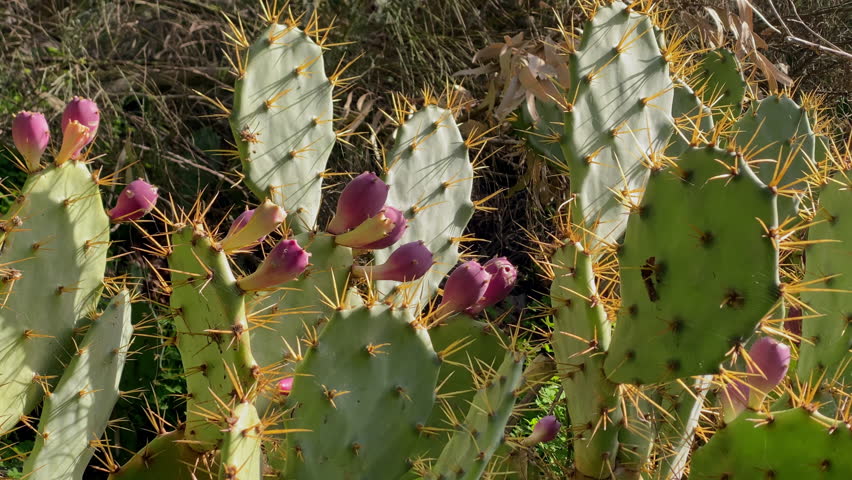 in Prickly pear cactus growing near the coast after rain at Costa Ballena beach in southern Spain