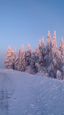 Snow Covered Trees and Forest Landscape in Winter