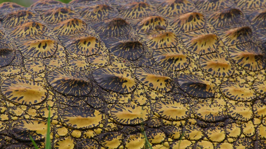 Skin And Scales of a Nile Crocodile In Murchison Falls National Park, Uganda. - closeup shot