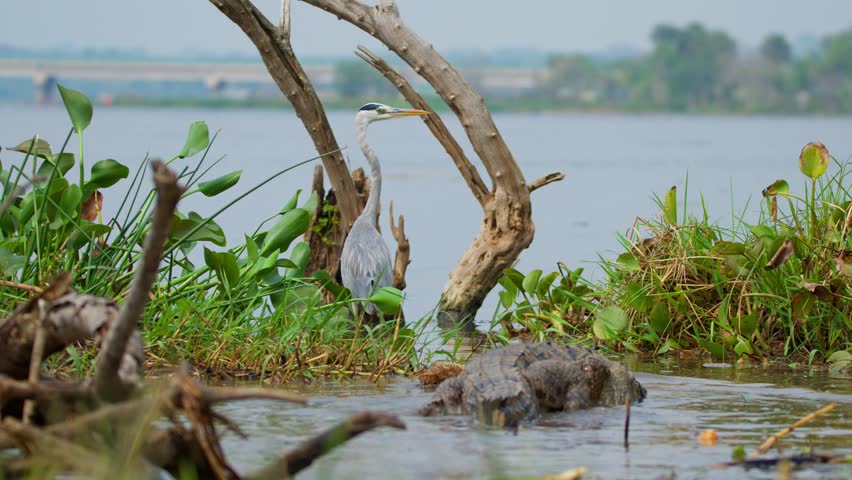 Grey Heron And Nile Crocodile In The River Nile in Murchison Falls National Park, Uganda. - wide shot