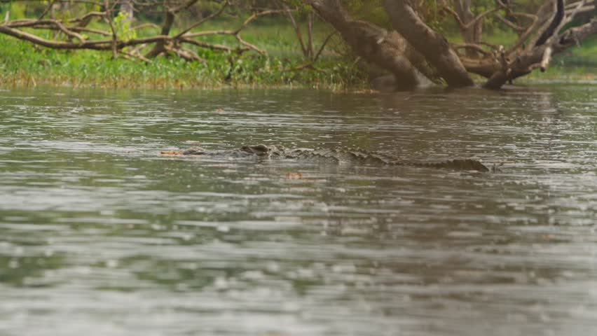 Nile Crocodile - Freshwater Crocodile In River Nile In Murchison Falls National Park In Uganda. - wide shot