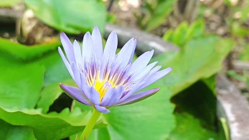 The purple water lilies contrast softly against the green lotus leaves.