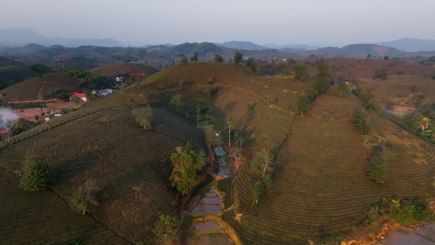 Drone flight over Vietnam tea hills during misty dawn, highlighting curving tea rows, a quiet country road, distant mountain ridges and soft morning haze in a calm rural.