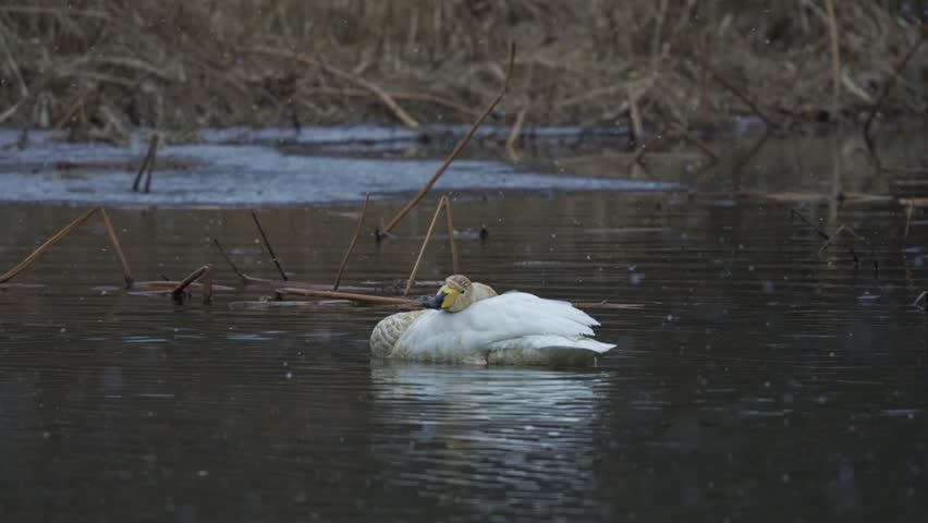 Elegant Whooper Swan Swimming During Snowfall 4K HDR
