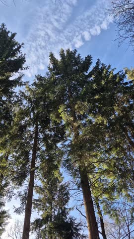 Tall trees seen from below against the blue sky with light clouds, conveying tranquility, preserved nature, forest, fresh air and a feeling of peace in the open air.