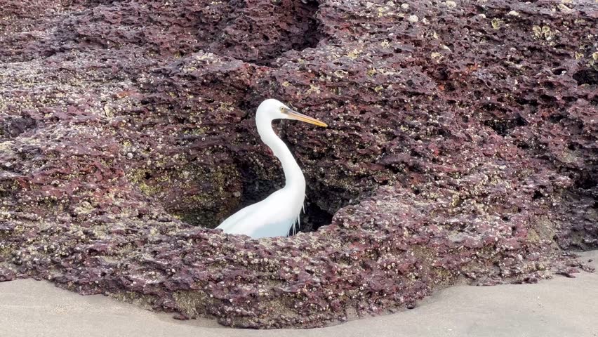Little white egret hunting, Goa, India. Great egret walking on the beach.	