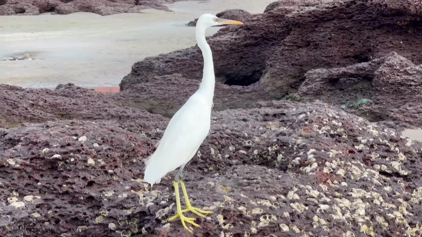 Little white egret hunting, Goa, India. Great egret walking on the beach.