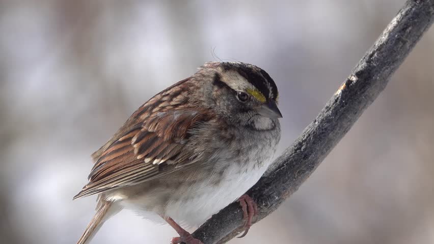 A closeup of a white-throated sparrow on a branch in winter