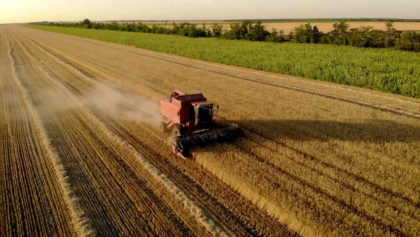 Harvesting wheat on a farm. Combine moving through golden field. Agriculture machine cutting crop. Sunny day. Rural landscape. Farm vehicle collecting grain.