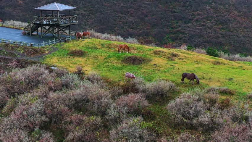 Highland Horses at Akao Lookout, Nishinoshima Oki Islands Japan