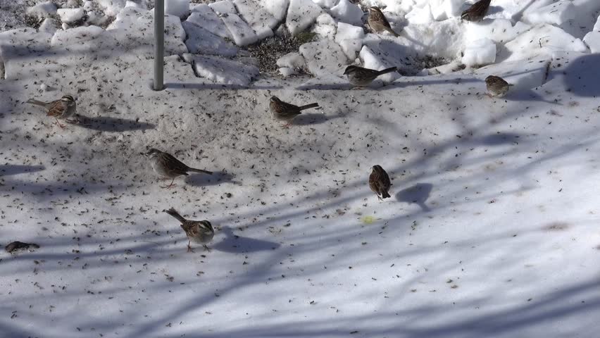 White-throated sparrows scurry across the snow surface under a feeder looking for seeds