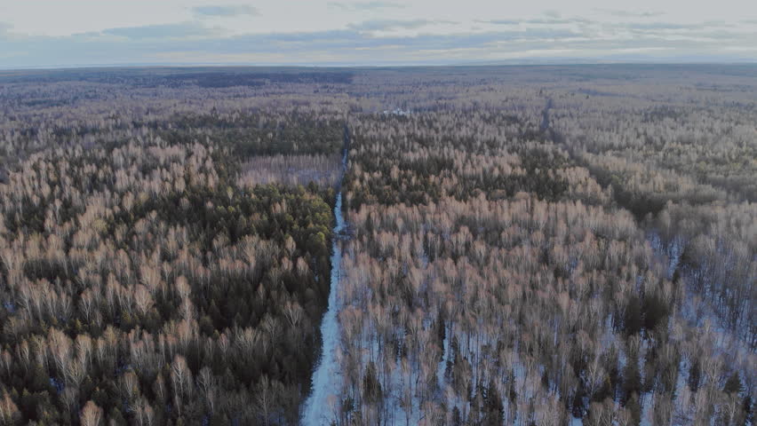 Path runs through forest filled with trees in winter scene shows snow on ground mix of evergreen deciduous trees.