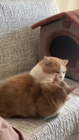 Two Cute Munchkin Kittens Standing on Hind Legs and Play Fighting. 