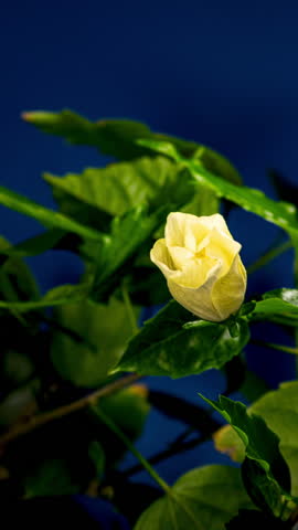 Hibiscus Flower Blooms. The Bud Opens and Blooms into a Large White Flower with Red Insert. Time Lapse of a Blooming Hibiscus Flower On a Blue Background