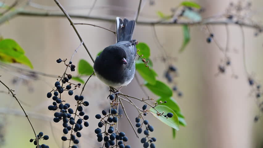 A dark-eyed junco bird is seen perched on a branch, surrounded by clusters of dark berries and green leaves. The background is softly blurred, highlighting the bird and its natural habitat.