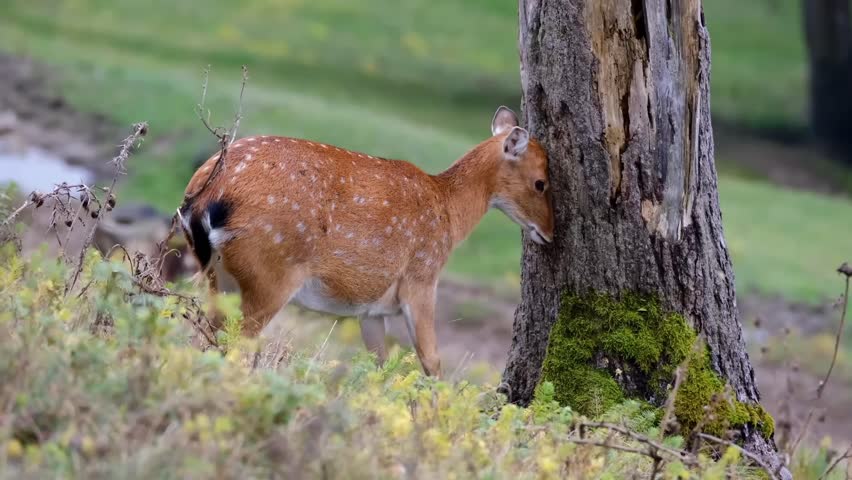 Wild deer scratching an itch on a tree in a sunny field. Green grass and forest background.