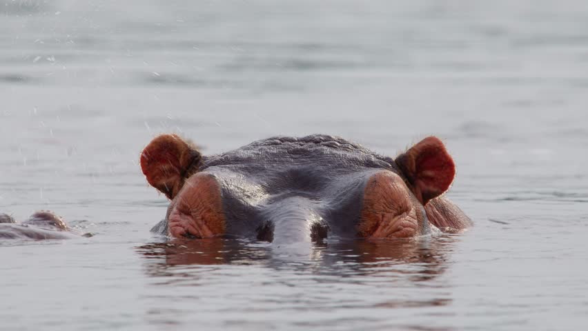Hippo Head Above The Water Surface Of River Nile. - closeup shot