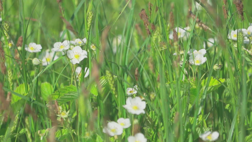 Wild strawberry blossoms against a background of green grass. White flowers. Slow motion