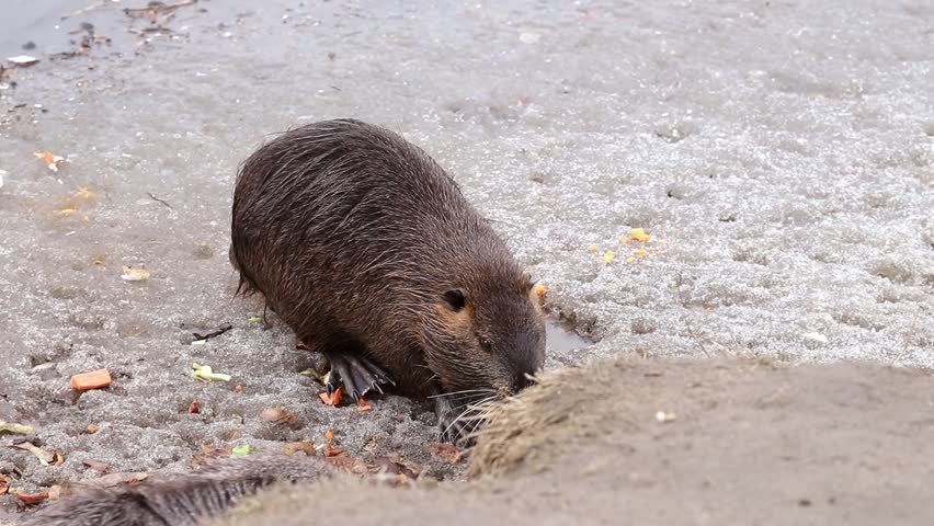 Wild nutria eat vegetables on the river bank winter.Survival of nutria in their natural habitat in difficult weather conditions.