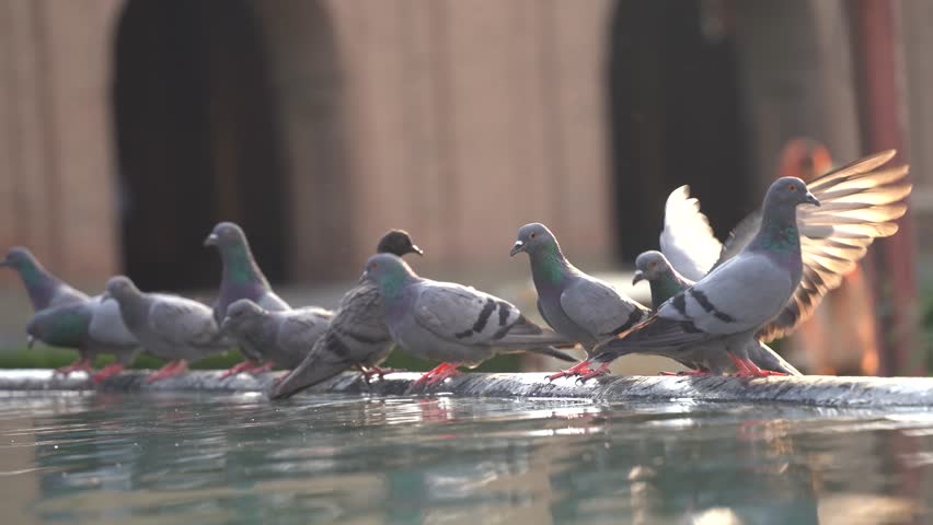 Pigeons are seen near the fountain at the historic Jamia Masjid