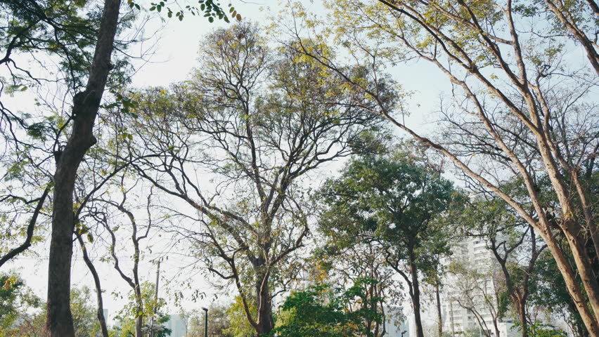 Whip pan motion blur of green trees and grass in a public park for video transition
