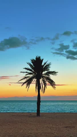 silhouetted palm trees on a tropical coast at sunset, Vertical video