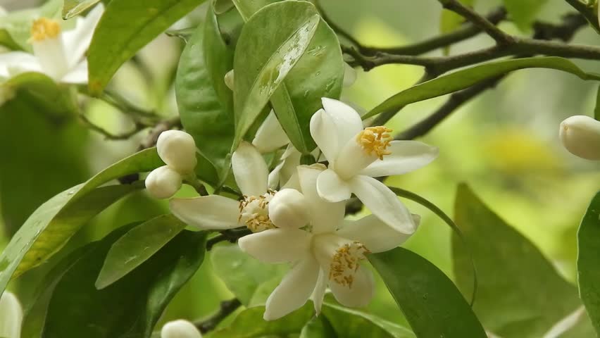 Close-up of white orange blossom flowers gently swaying in the wind in a spring garden. Delicate citrus blooms with natural motion, soft light, and a calm, fresh seasonal atmosphere.
