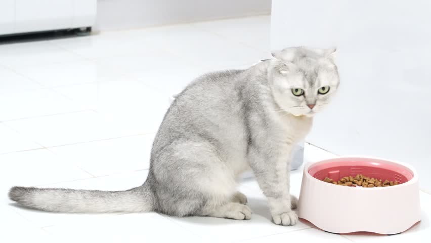Elegant silver cat with stylish gold necklace playfully walking on bright indoor floor, showcasing its curious nature and unique appearance in cozy pet environment