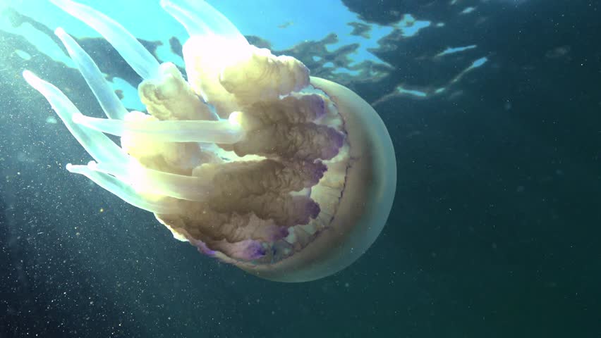 Bottom-up view of a large Rhizostoma pulmo medusa swimming within the transparent water column of the Black Sea 