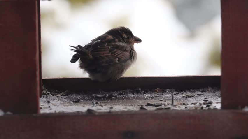 Flock of House Sparrows (Passer domesticus) eating sunflower seeds at wooden bird feeder in winter