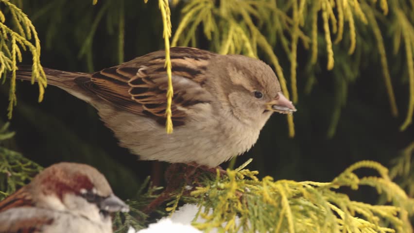 Female House Sparrow (Passer domesticus) feeding in green Thuja bush during winter, close up bird portrait