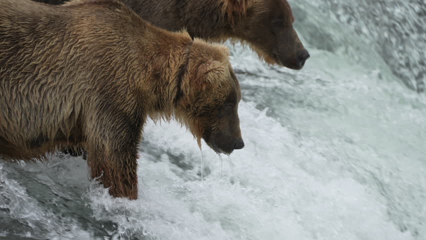 Brown Bear Divot 854 catching a Sockeye Salmon at Brooks Falls - Slow Motion - Part 2