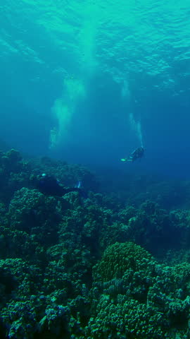 Vertical footage, Divers swims over a big colony of hard corals Porites in backlight, Slow motion of scuba divers swimming on coral garden in the evening light in contre-jour