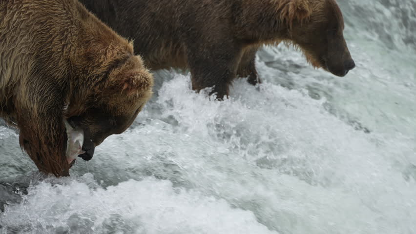 Brown Bear Divot 854 eating a Sockeye Salmon at Brooks Falls - Slow Motion - Part 4