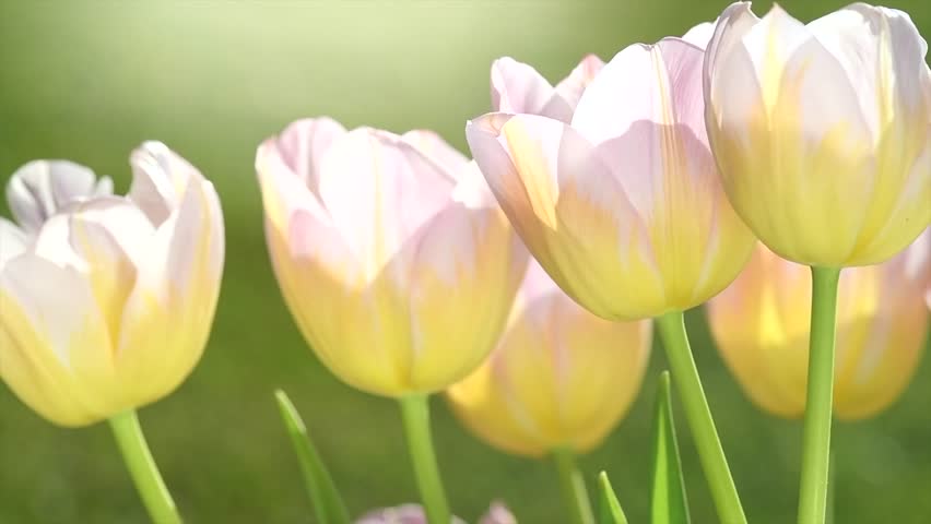 Spring tulips blooming in a spring garden. Bright Tulips flower, sun light. Easter, Mother