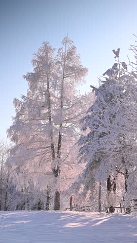 Winter snowy rural landscape, mountainous landscape, snow-covered trees, sunny day