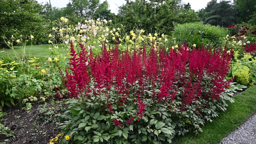 Deep red Astilbe flowers in full bloom with Columbine flowers behind them in a lush garden on a breezy spring day.
