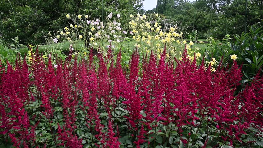 A closeup of deep red Astilbe flowers in full bloom with Columbine flowers behind them in a lush garden on a breezy spring day.