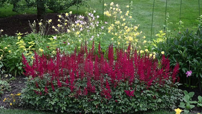 Deep red Astilbe flowers in full bloom with Columbine flowers behind them in a lush garden on a breezy spring day.