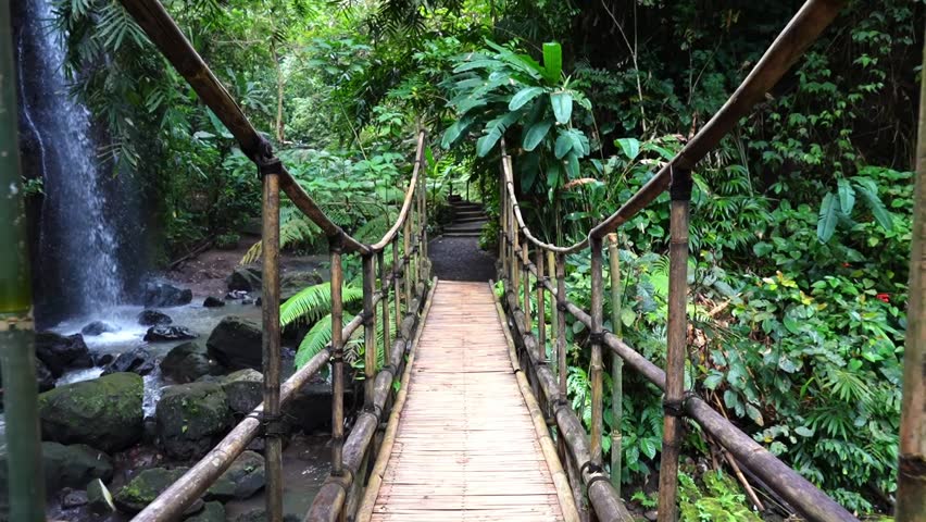 wooden bridge in the forest	