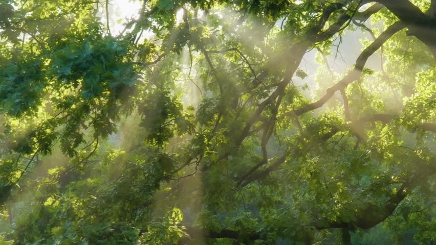 Magical sunbeams shining through the misty green leaves and branches of an ancient forest tree