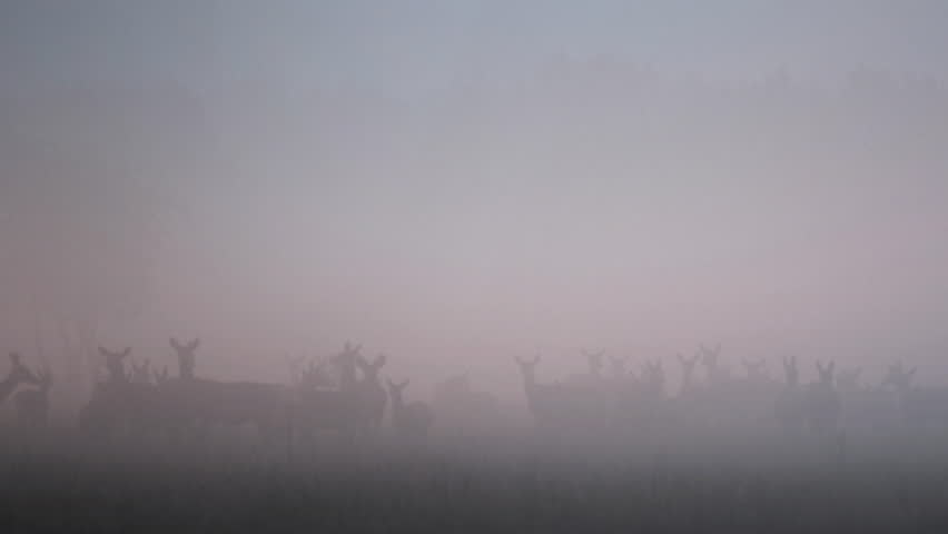 Large herd of wild deer silhouettes grazing in a foggy field during a tranquil sunrise
