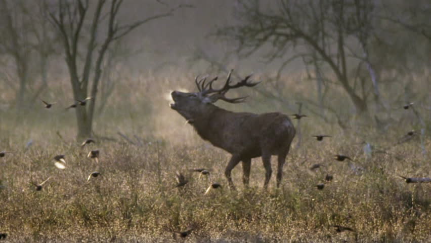 Majestic red deer stag bellowing and kicking up dust among a flock of birds in a misty forest