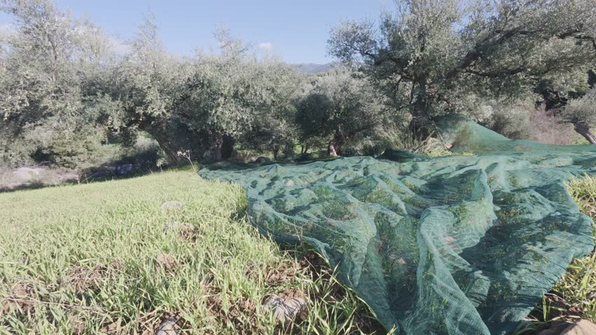 Olive Grove Harvest Scene With Nets on Grass During Sunny Mediterranean Day